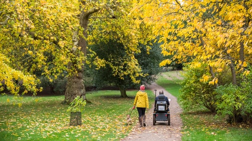 Two visitors explore the parkland at Croome, following a pathway away from the camera that's surrounded by trees covered in yellow leaves. One visitor sits on a mobility scooter.